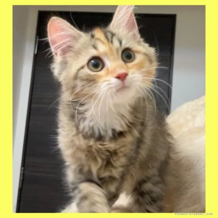 ID:2307-02227の子猫