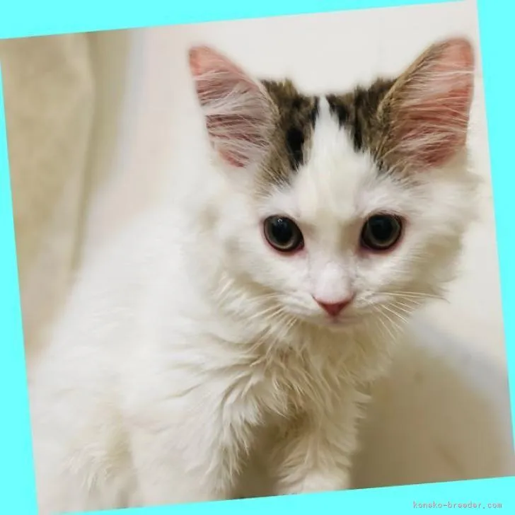 ID:2301-00186の子猫