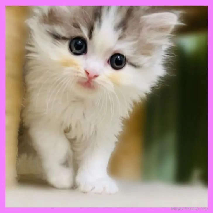 ID：2212-01134の子猫