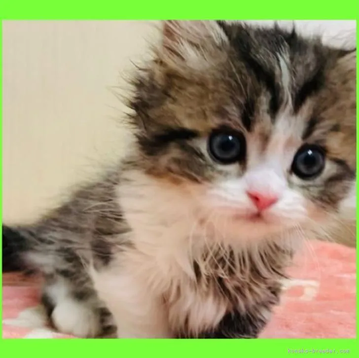 ID:2211-01927の子猫