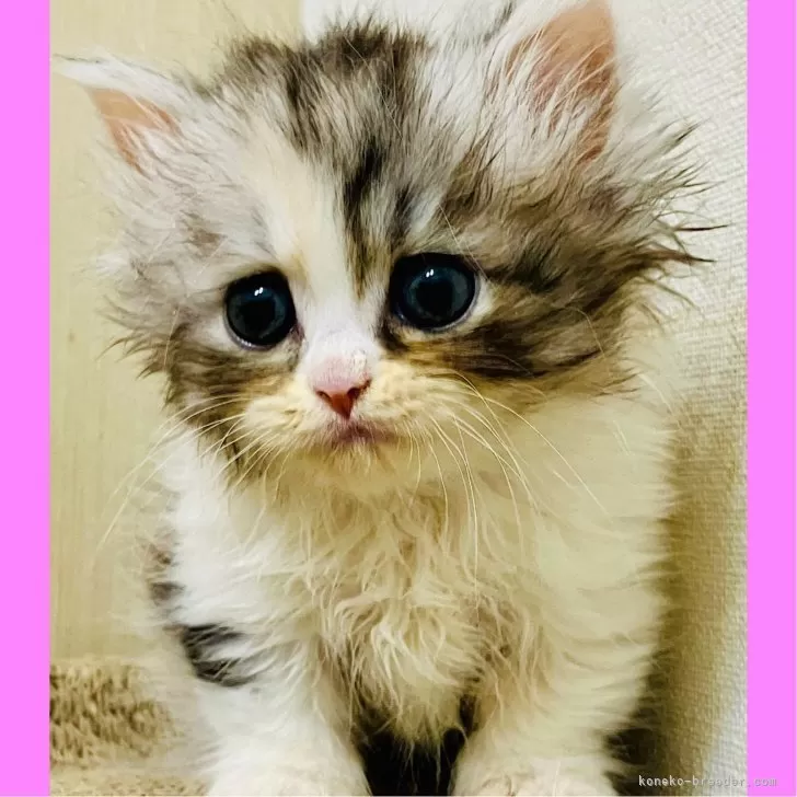 ID:2404-01783の子猫