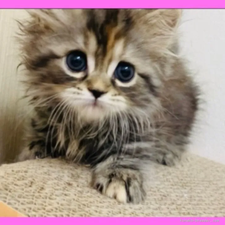 ID:2311-01565の子猫