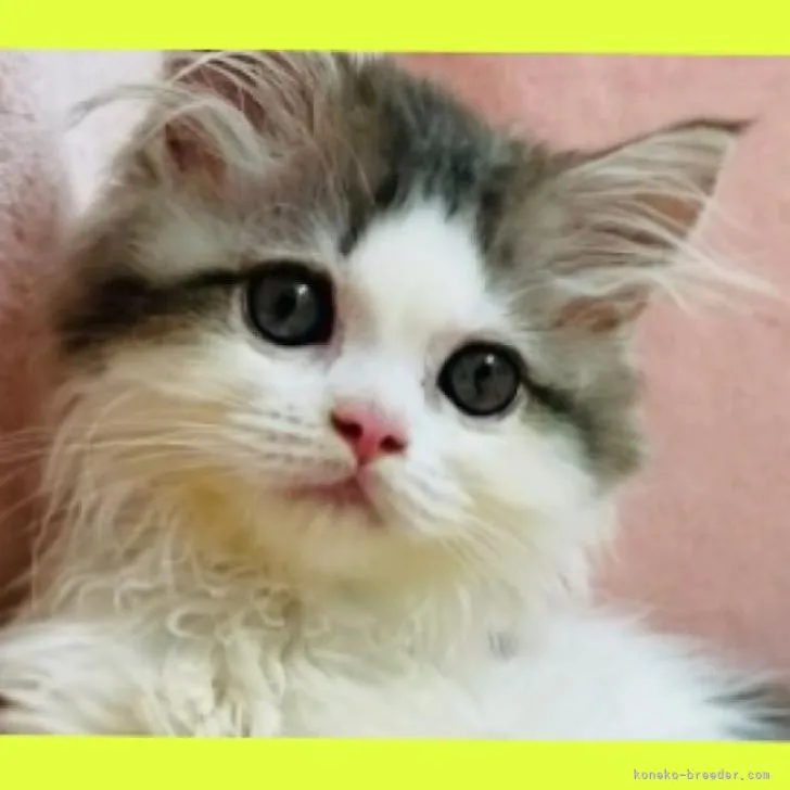 ID:2207-02341の子猫