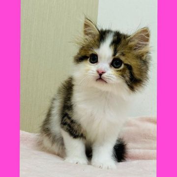 ミヌエット【東京都・男の子・2021年10月31日・ブラウン&ホワイト】の写真「うるうるお目目がたまりません。甘えん坊さん。」
