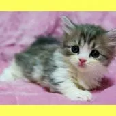 ミヌエット【東京都・男の子・2021年10月31日・ブルー&ホワイト】の写真1「2021/12/10頃一眼レフにて撮影。」