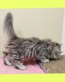 ミヌエット【東京都・男の子・2022年1月27日・ブルー】の写真2「生後55日2022/03/23iPhoneにて撮影。全身綺麗なブルーです。」