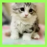 ミヌエット(短足)【東京都・男の子・2023年10月10日・シルバータビー&ホワイト】の写真2「2024/01/06撮影。可愛くカッコ良い男の子」