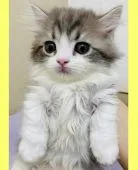 ミヌエット【東京都・男の子・2021年10月31日・ブルー&ホワイト】の写真2「1/1iPhoneにて撮影。ちょこんとした足が可愛いです。」