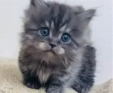 ミヌエット(短足)【東京都・男の子・2024年3月7日・スモークグレー&タビー】の写真3「この大きな瞳に夢中になります💖」