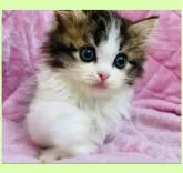 ミヌエット(長足)【東京都・男の子・2022年7月1日・ダークブラウン&ホワイト】の写真4「2022/08/19撮影。キラキラ輝く瞳、更にお鼻もお口もピンクです！」