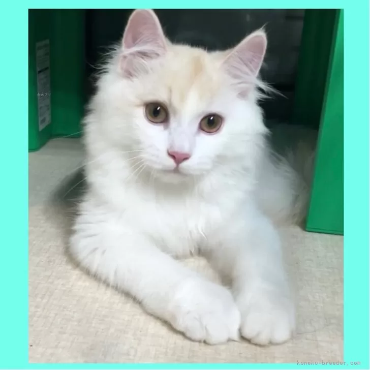 ミヌエット(長足)【東京都・男の子・2025年6月9日・クリーム】の写真1