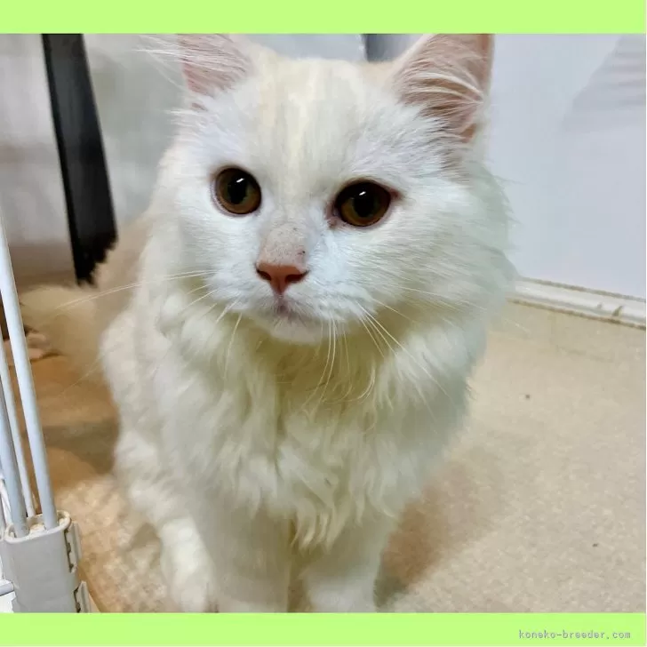 ミヌエット(長足)【東京都・男の子・2025年6月9日・クリーム】の写真1「綺麗な男の子🥰」