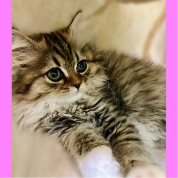 ミヌエット(長足)【東京都・女の子・2025年9月26日・ブラウンタビー】の写真「美しいお姫様🥰✨」