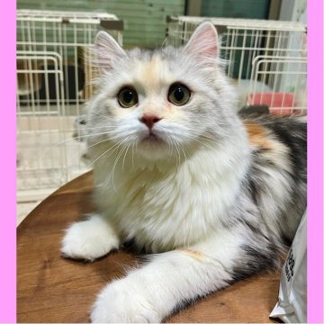 ミヌエット(長足)【東京都・女の子・2025年4月21日・ダイリュートキャリコ】の写真「とても美人の甘えん坊お姫様👸」