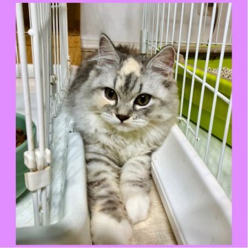 ミヌエット(長足)【東京都・女の子・2025年6月9日・クリーム】の写真「とても甘えん坊のお姫様👸🥰」