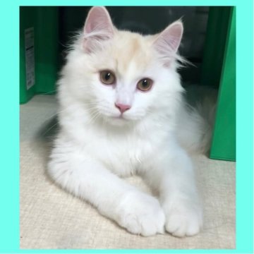 ミヌエット(長足)【東京都・男の子・2025年6月9日・クリーム】の写真「かっこいい王子様🤴💖」