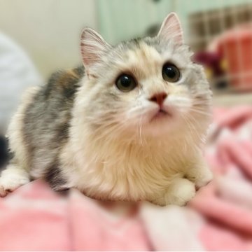 ミヌエット(長足)【東京都・女の子・2025年4月21日・ダイリュートキャリコ】の写真「とても美人で可愛い女の子🥰」