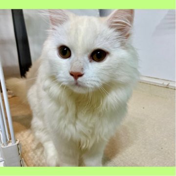 ミヌエット(長足)【東京都・男の子・2025年6月9日・クリーム】の写真「クリームカラーの素敵な王子様✨」