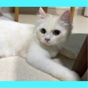 ミヌエット(長足)【東京都・男の子・2025年7月23日・クリーム】の写真「天使のような可愛い王子様🤴✨」