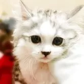 ミヌエット(長足)