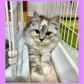 ミヌエット(長足)