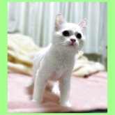 ミヌエット(長足)