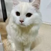 ミヌエット(長足)