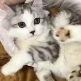 ミヌエット(長足)