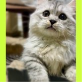 ミヌエット(短足)