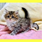 ミヌエット(長足)