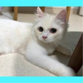 ミヌエット(長足)