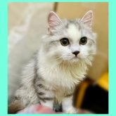 ミヌエット(長足)