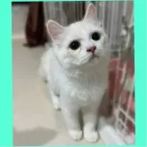 ミヌエット(長足)【東京都・男の子・2025年7月23日・クリーム】の写真1