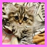 ミヌエット(長足)