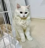 ミヌエット(長足)【東京都・男の子・2025年6月9日・クリーム】の写真2