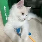 ミヌエット(長足)【東京都・男の子・2025年6月9日・クリーム】の写真4「かっこいい横顔✨」