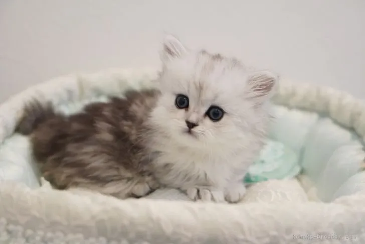 ID：2203-02294の子猫