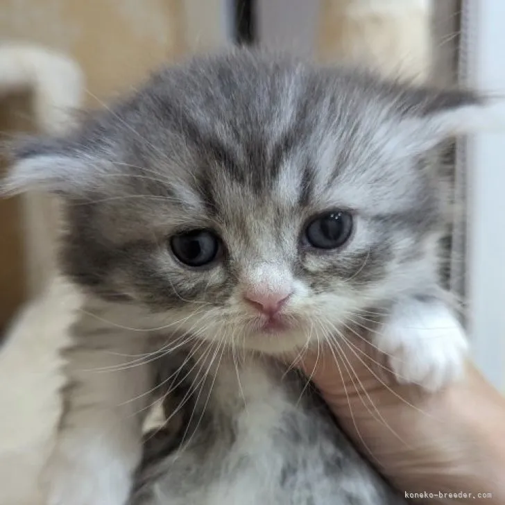 ID:2308-01244の子猫