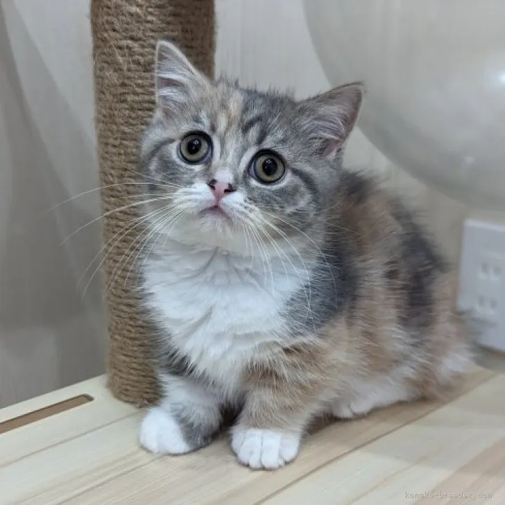 ID:2303-00477の子猫