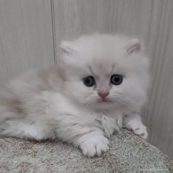 ID:2403-02457の子猫