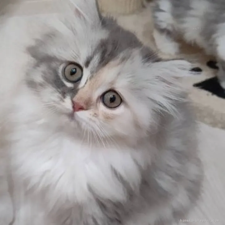 ID：2308-01247の子猫