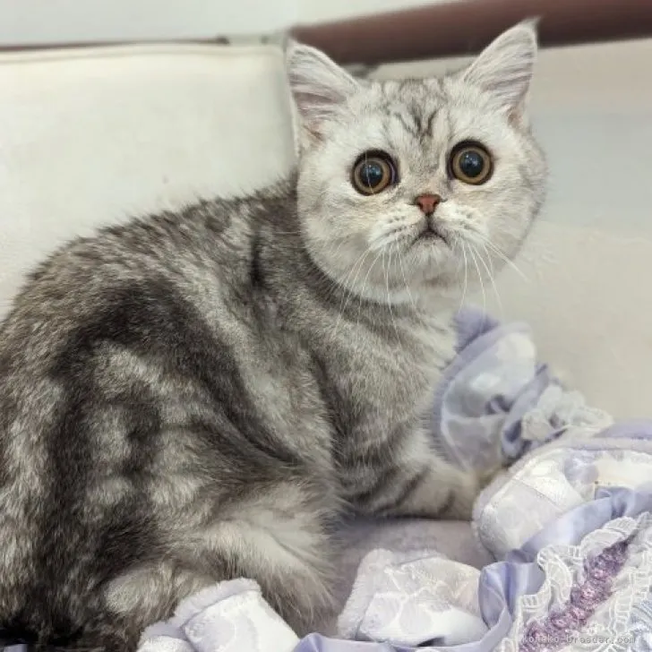 ID：2308-01251の子猫