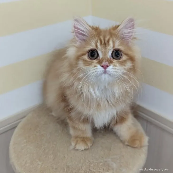 ID：2303-00326の子猫