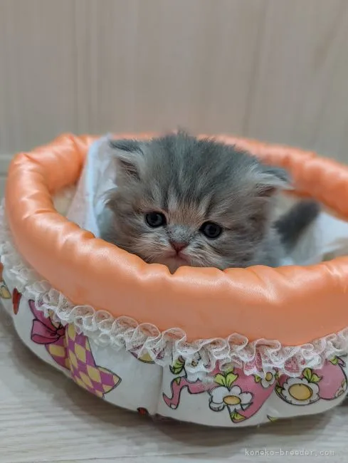 ID:2204-00972の子猫