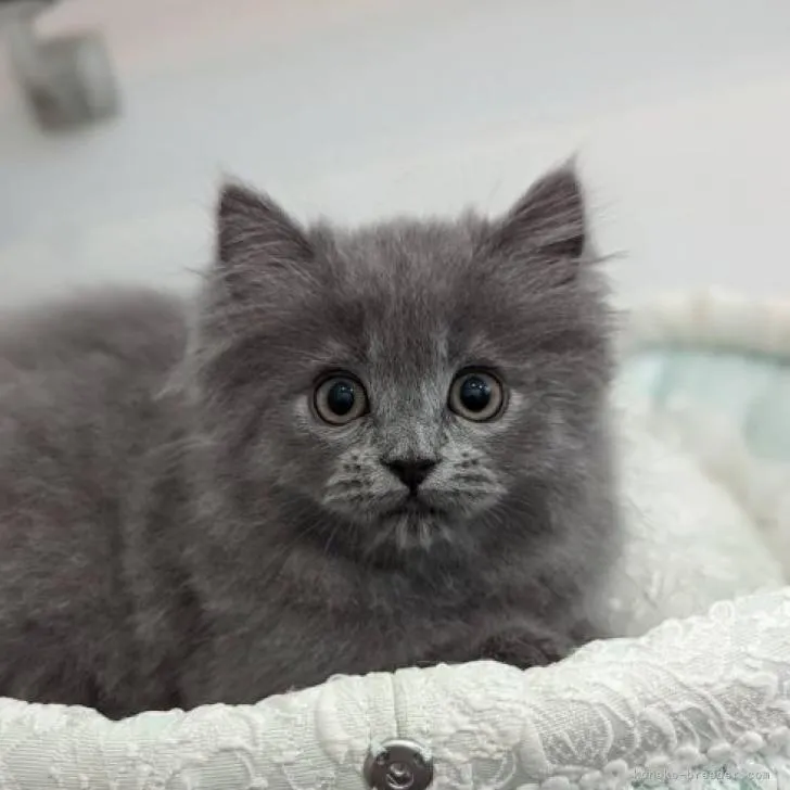 あじさい 様のお迎えした子猫