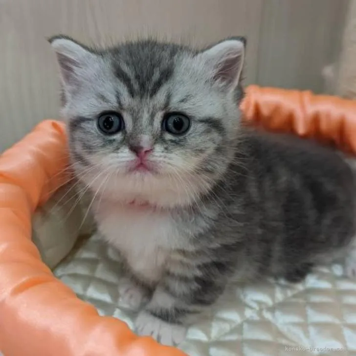 ID：2207-00790の子猫