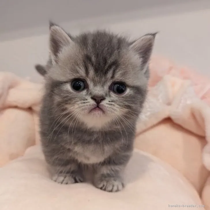 ID：2304-00976の子猫