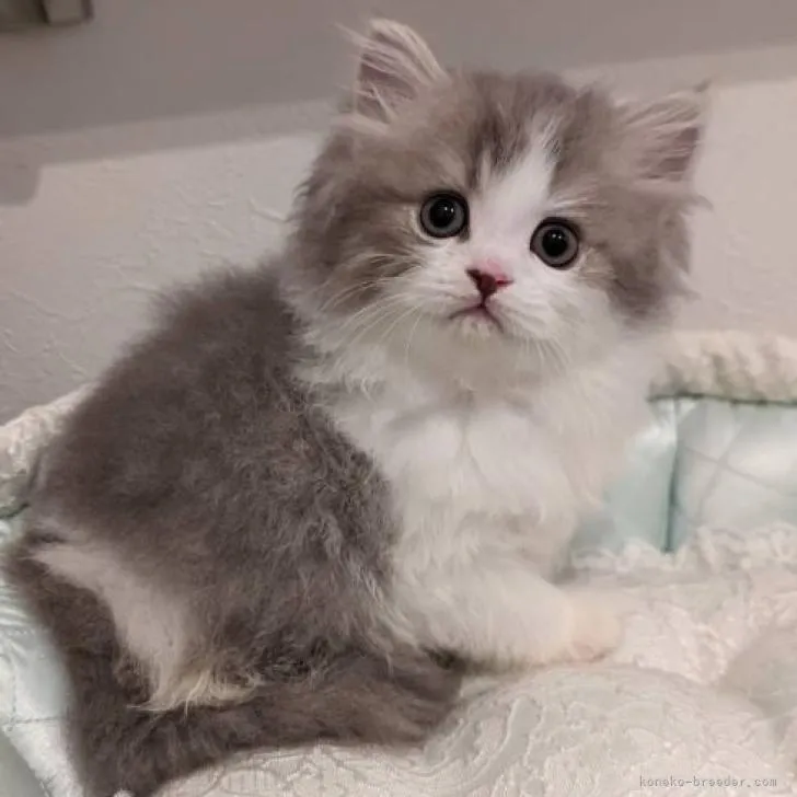 ID：2210-02053の子猫