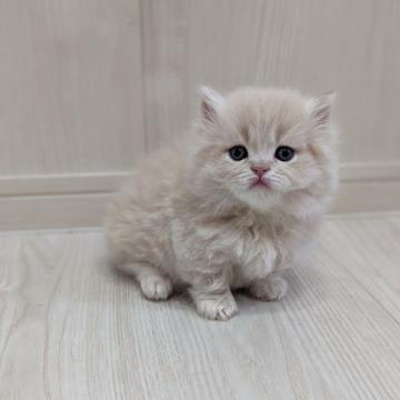 ミヌエット(短足)【広島県・男の子・2022年5月12日・クリームタビー】の写真「おとなしい性格です🍀」