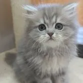 ミヌエット(長足)【広島県・男の子・2023年3月31日・ブルーゴールデン】の写真1「6/7撮影」